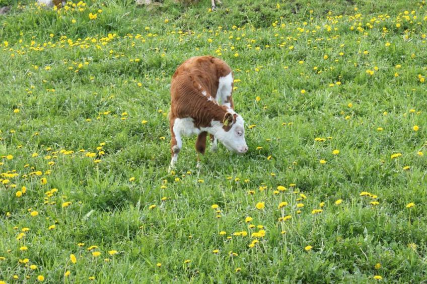 Anwesen mit eigenem Garten und Grill - foto 26