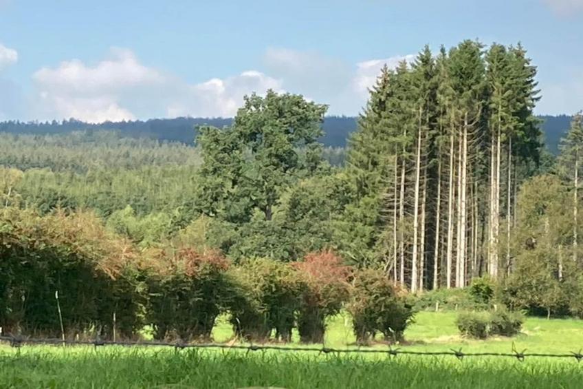 Mise Au Vert - foto 26