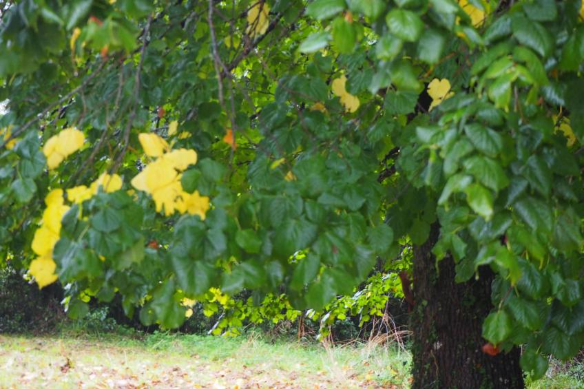 Le Bois aux Ecureuils (Eichhörnchenwald) - foto 30