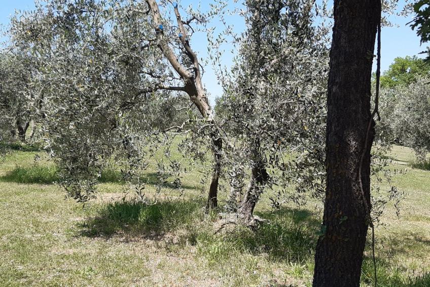 Villa Poggio le Vignacce - foto 4