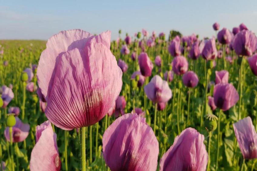 Thomas Müller - foto 30