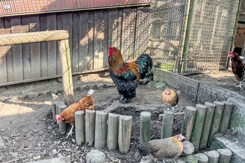 Haus Drexler (ARH120) - foto 8