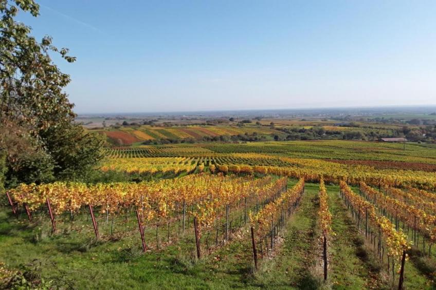 Maison de vacances - SCHLEITHAL - foto 32