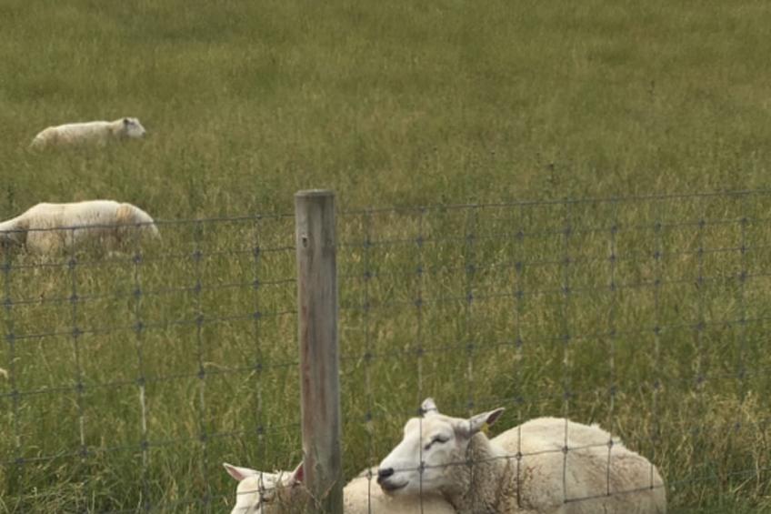 Jadeglück - foto 36