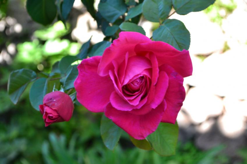 Luxuriöse Privatvilla mit Infinity-Pool - foto 36