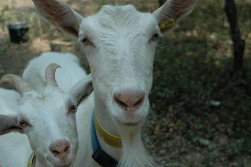 Provence 5 pers 2 Zimmer Schwimmbad Tennis - foto 27