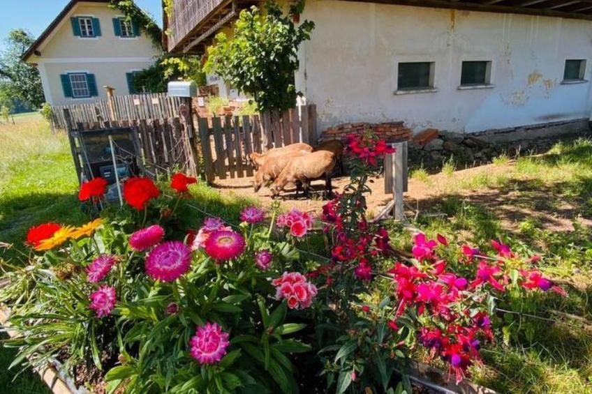 Kellerstöckl am veganen Bio-Lebenshof - Varm - the vegan Farm - foto 20