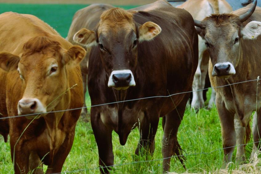 Chalet Staufenhof - foto 26