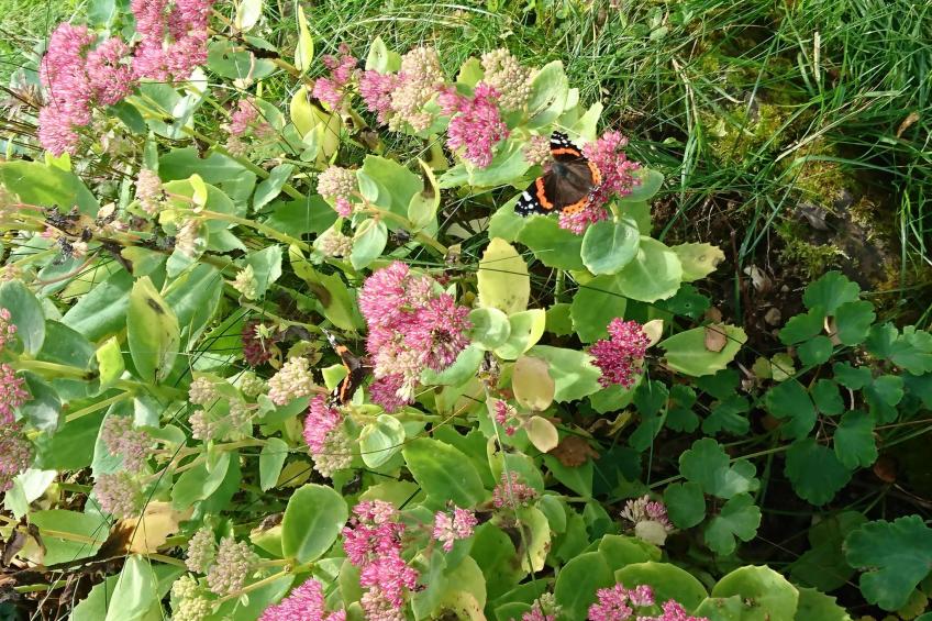 Saxarsviken - foto 47