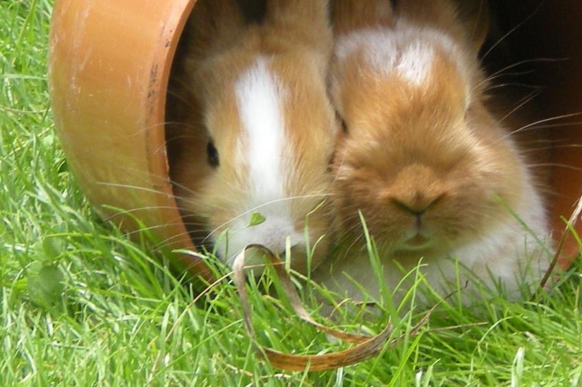 mit privatem Balkon - foto 18