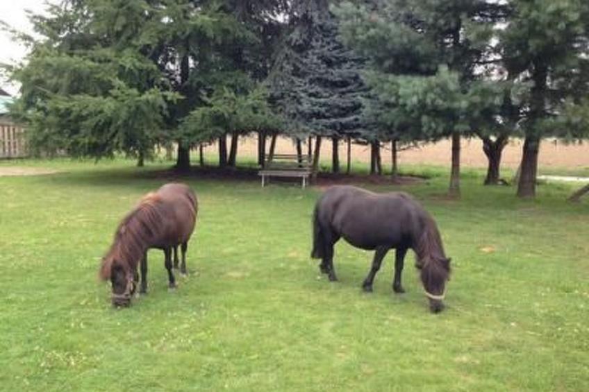 Appartement mit Garten, Grill und Terrasse - foto 12