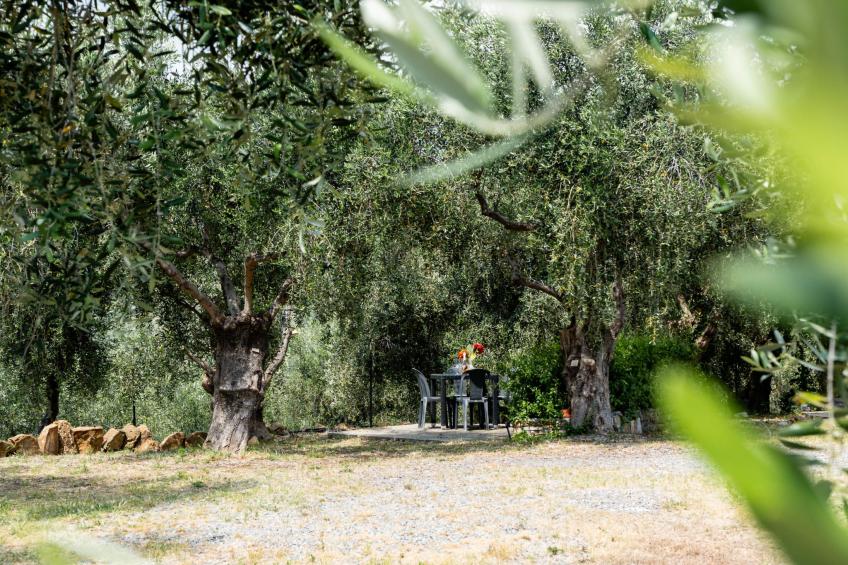 Olive Lodge - foto 37