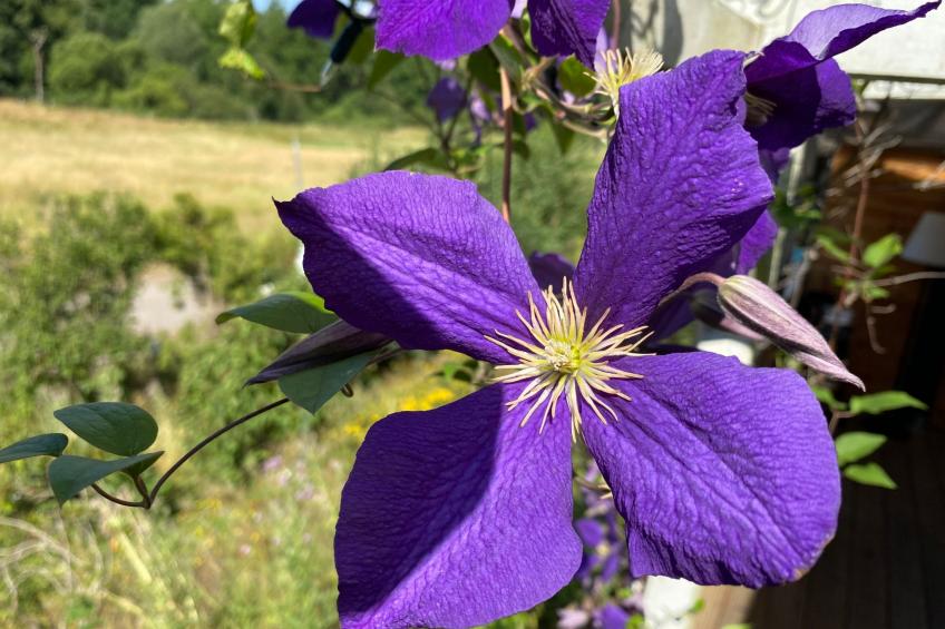 Eifelcottage Rotkehlchen mitten in der Natur - foto 6