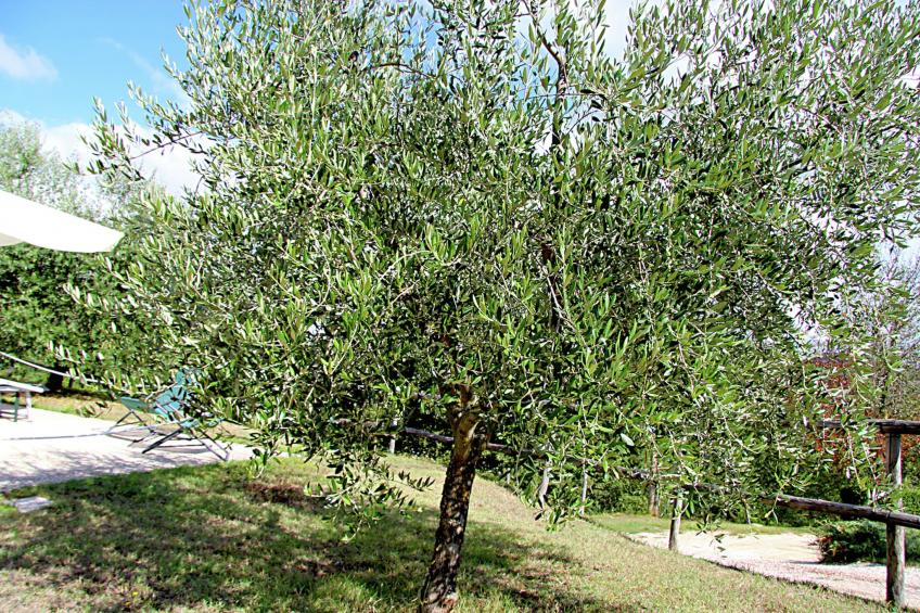 Gelsomino - foto 40