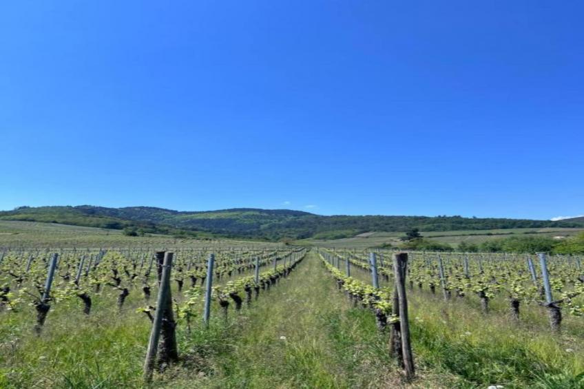 Magnifique Appartement Alsacien - foto 36