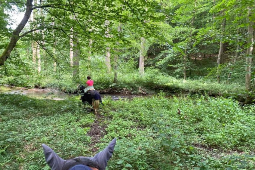 Im Teutoburger Wald - foto 29