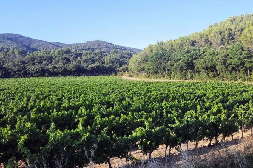 Vivez L'authenticité à La Maison "au Pied Des Vignes" - foto 34