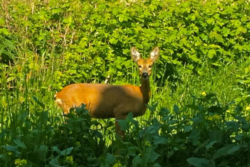 in Patzig mit Großer Terrasse - foto 10
