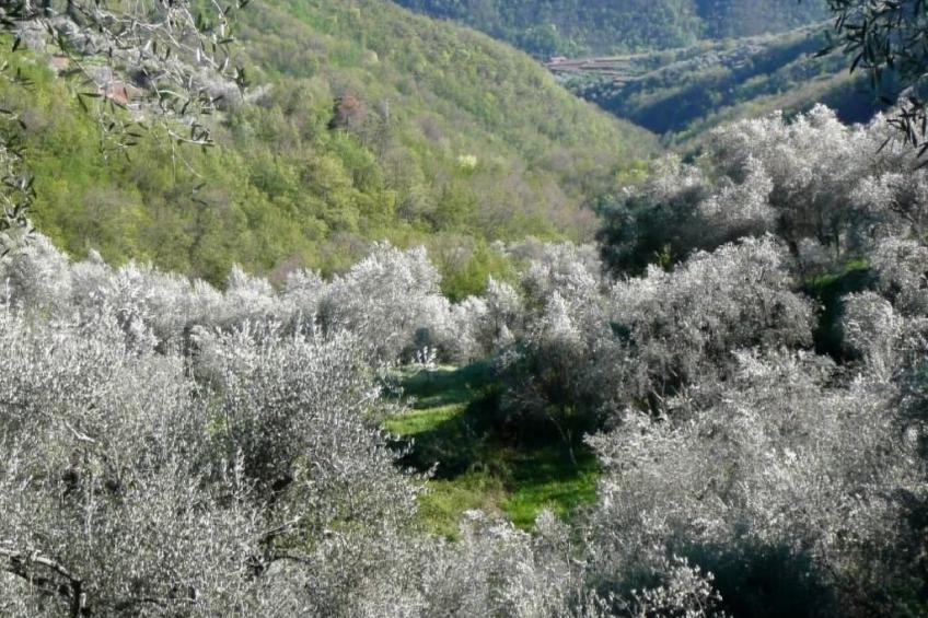 CASA SISSI, Sehnsuchtsort zwischen Olivenhainen - foto 17
