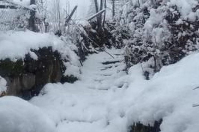 Flädermuus - foto 16