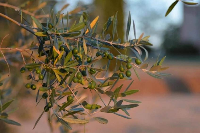 Villa Petra Sei - foto 38