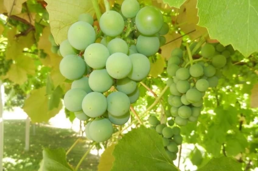 Urlaub für die Seele - Ferienhaus mit Sauna - foto 2