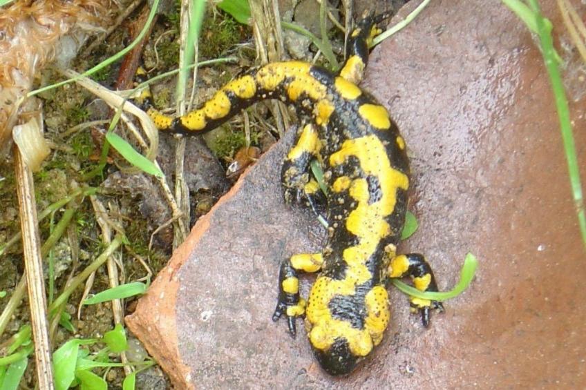 Fewo Altes Schulhaus - foto 19