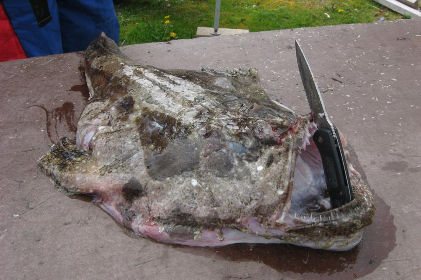 mit Blick auf das Wasser - foto 16