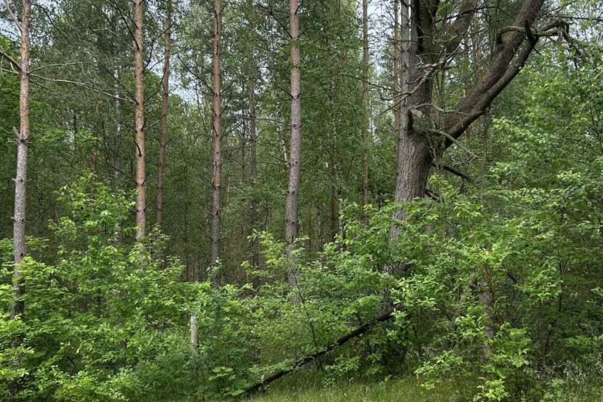 Sommerhaus in Ostrowite - foto 16