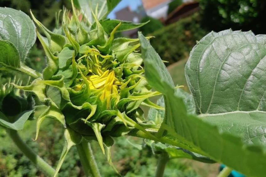 Klimatisiertes Ferienhaus in Bükfürdö mit Garten - foto 33