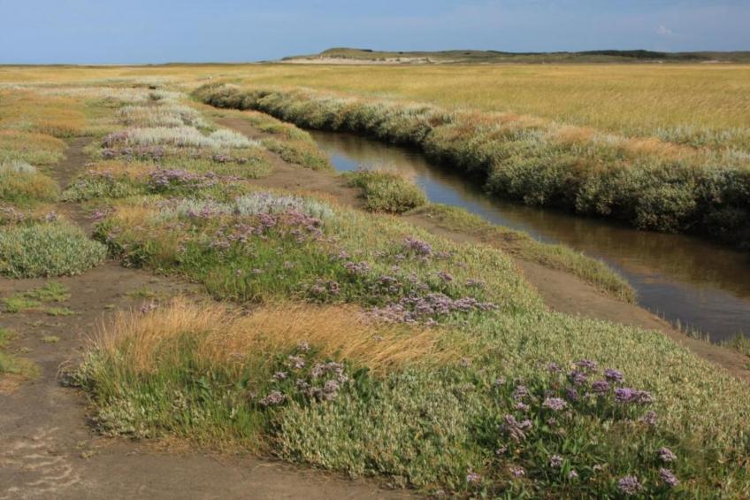 Residentie Californië - foto 30