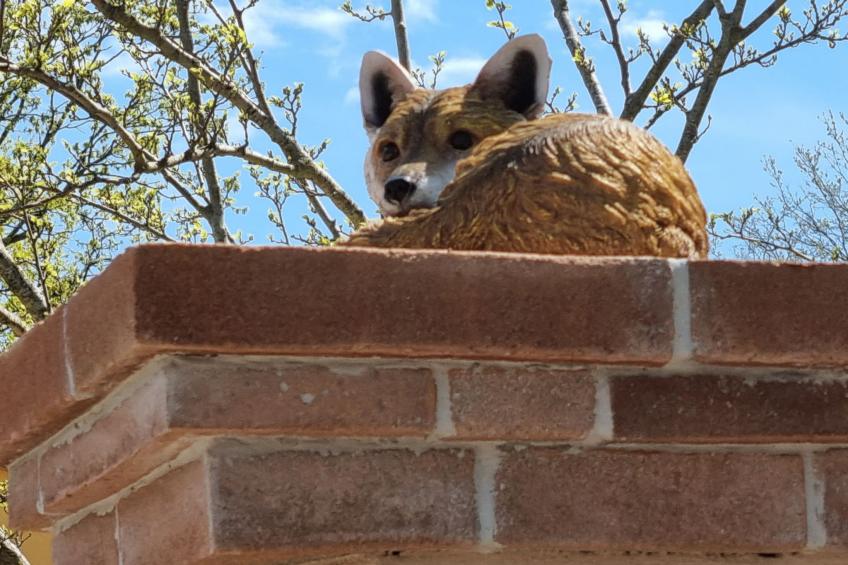 Wohnung "Red Fox" mit privatem Garten - foto 15