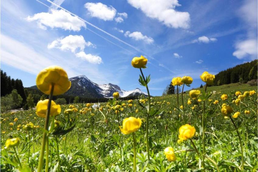 Appartamento in Villa con Giardino e Piscina - foto 33