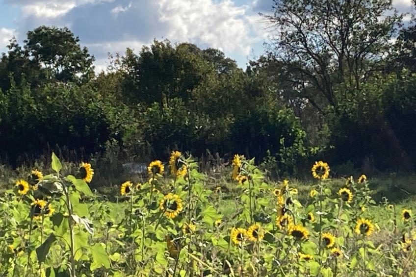 Finkenbusch - foto 41