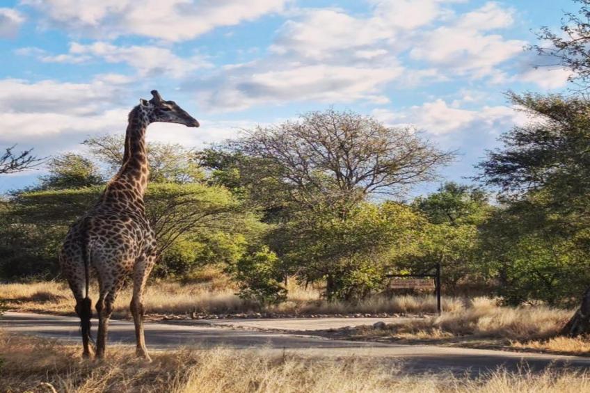 Villa Monkey House nr 1274 - foto 37