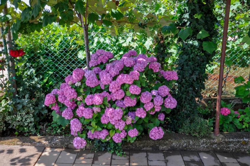 Wohnung "Angela" mit Terrasse - foto 29