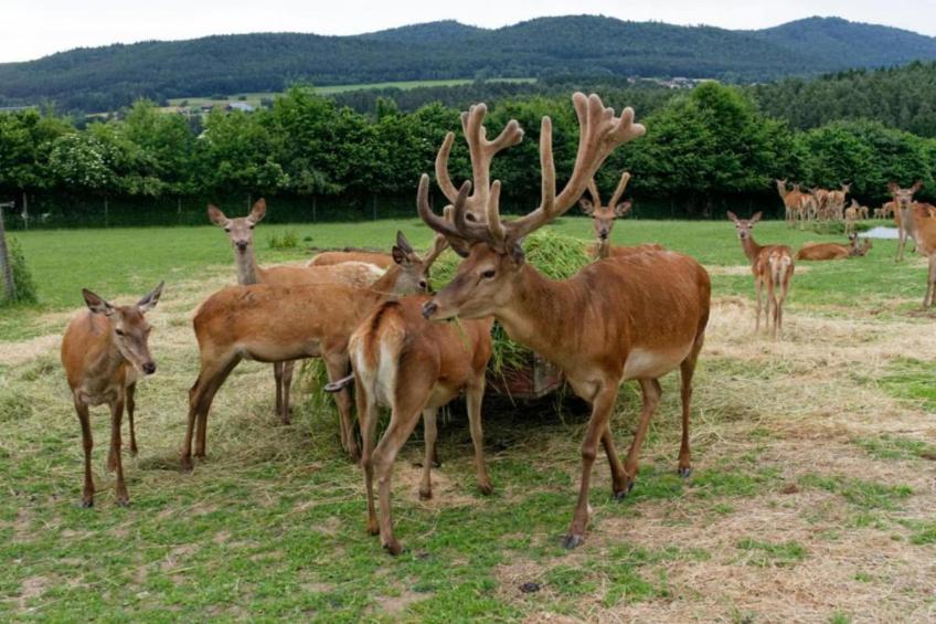 FERIENDORF SEEBLICK - Tiny Chalet am Eixendorfer See - foto 33