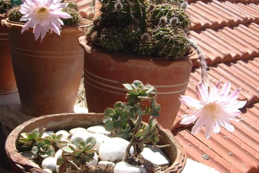 "Julia" mit Blick auf das Wasser - foto 25