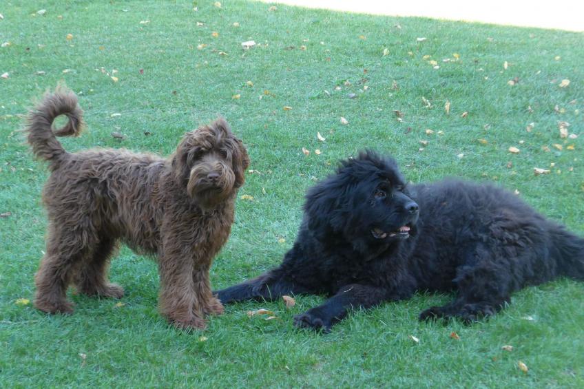 hist. Schafscheune - foto 3