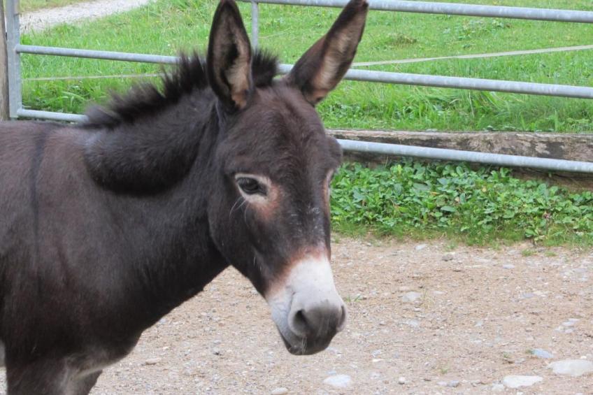 Tieroase Grünegg - foto 10