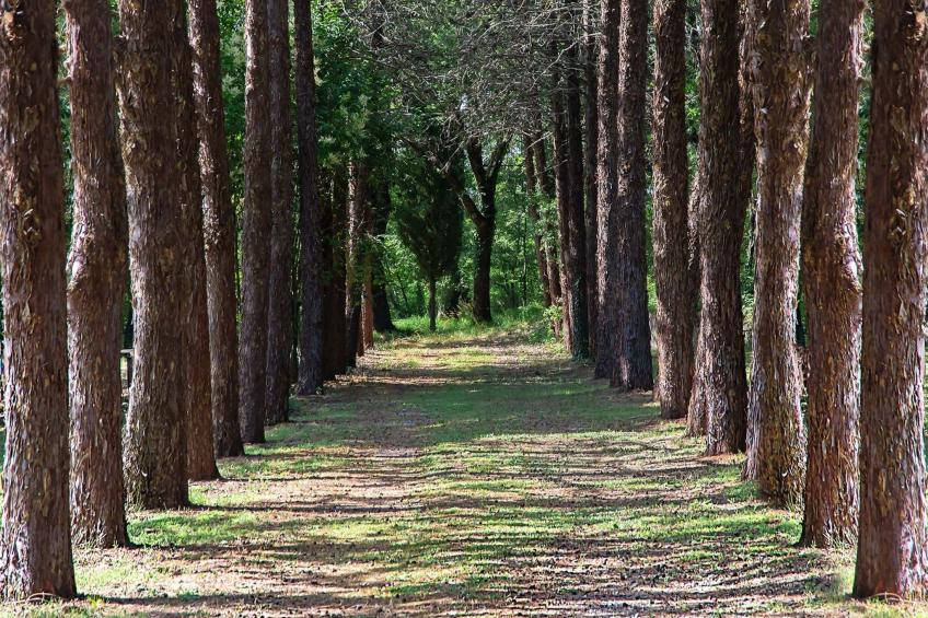 Haus in Cetona mit privatem Parkplatz - foto 16