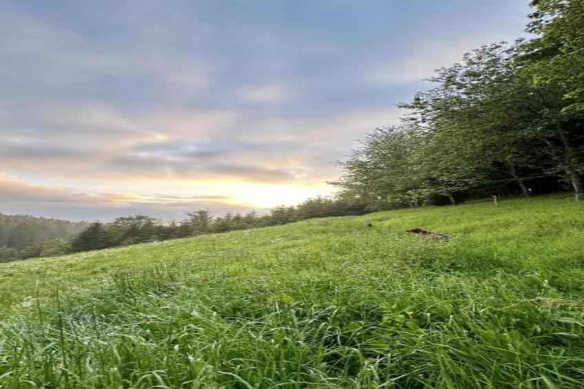 Gütenbach - foto 20