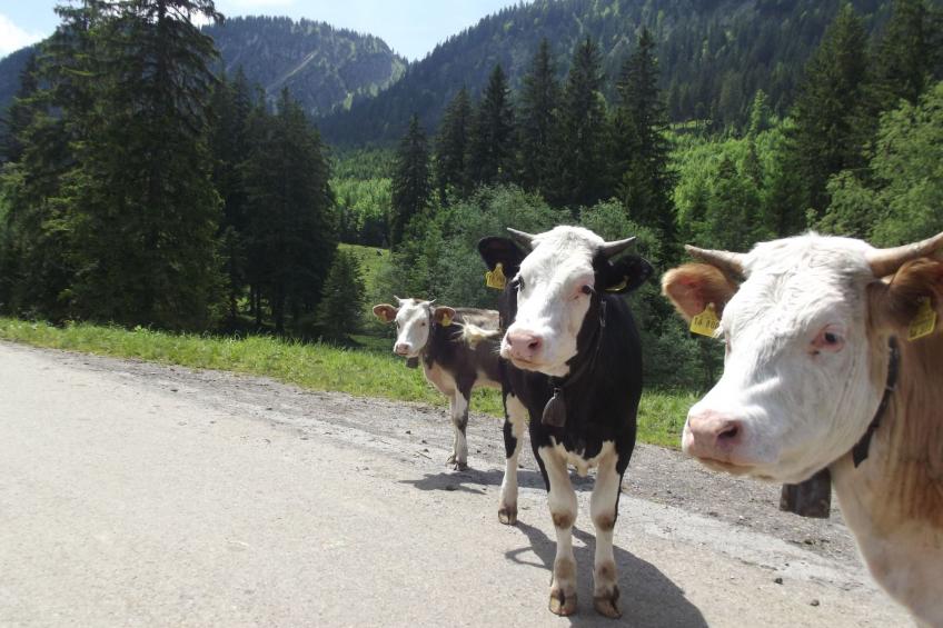Gemütliche Ferienwohnung in urigem Bauernhaus - foto 14