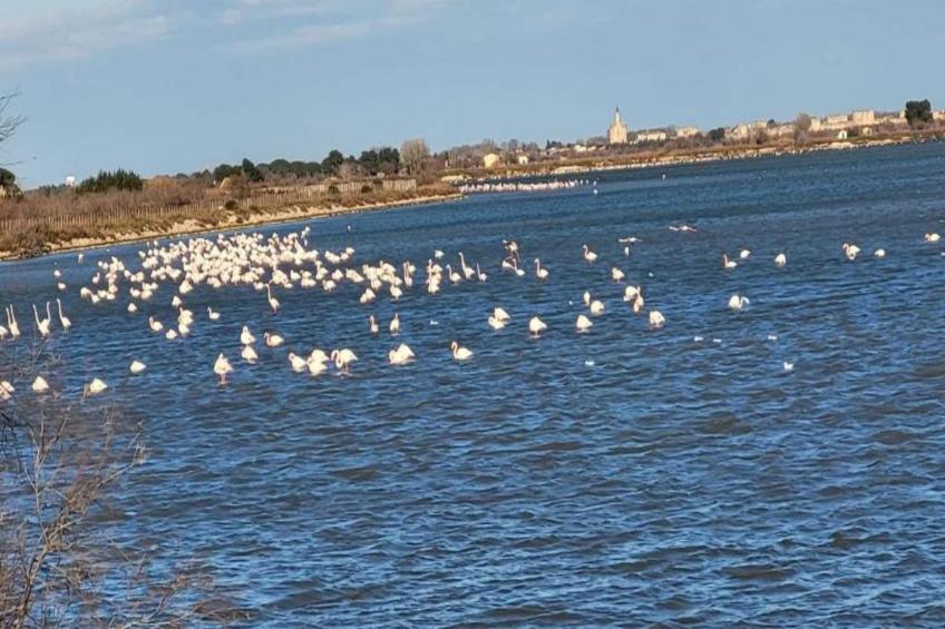 CAP CAMARGUE F N°123 - 3P7 - foto 27