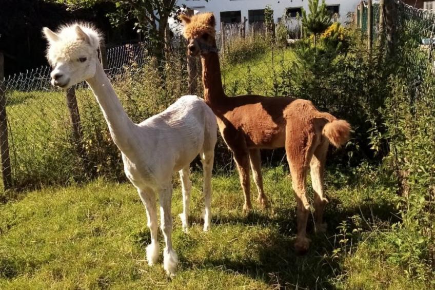 Scheunen Nest - foto 13