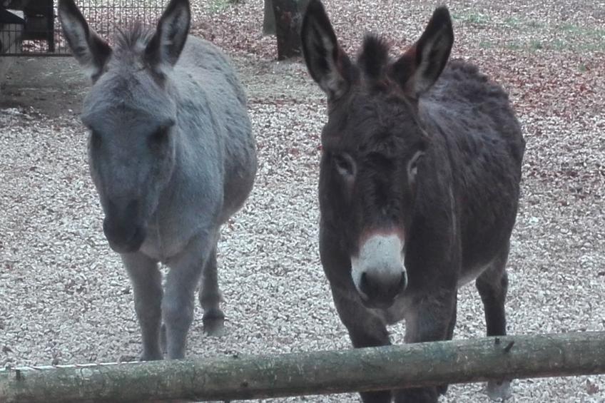 FeWo Stodlwerk - foto 37