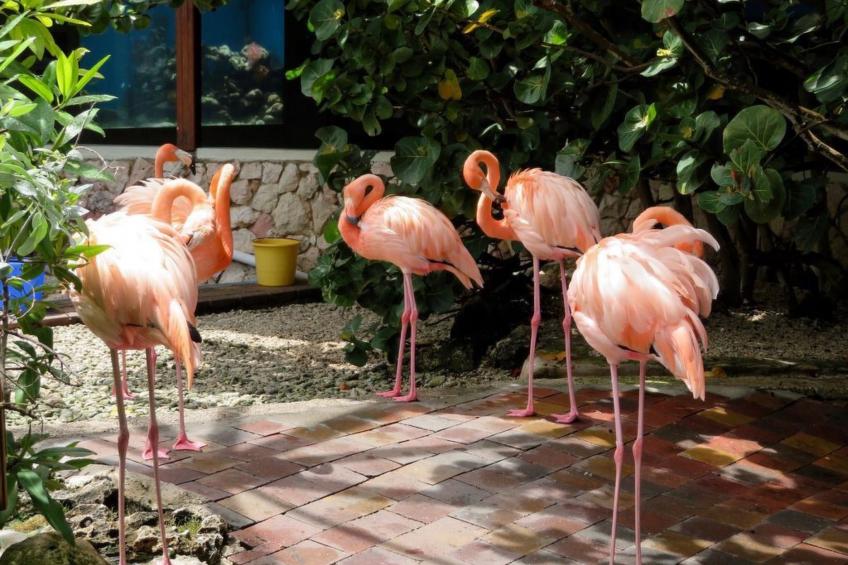 Wohnung in Cas Grandi mit Schönem gemeinsamem Pool - foto 30