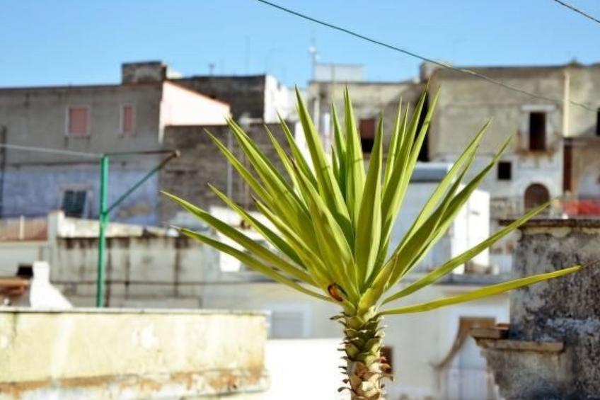 Casa Antica Canosa - foto 2