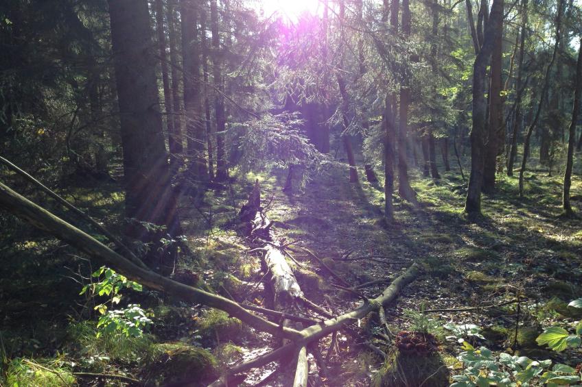 Steinbach-Hallenberg - foto 37