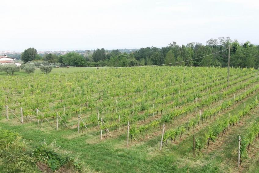 Villa Paradiso, 200 m² Ferienhaus - foto 23